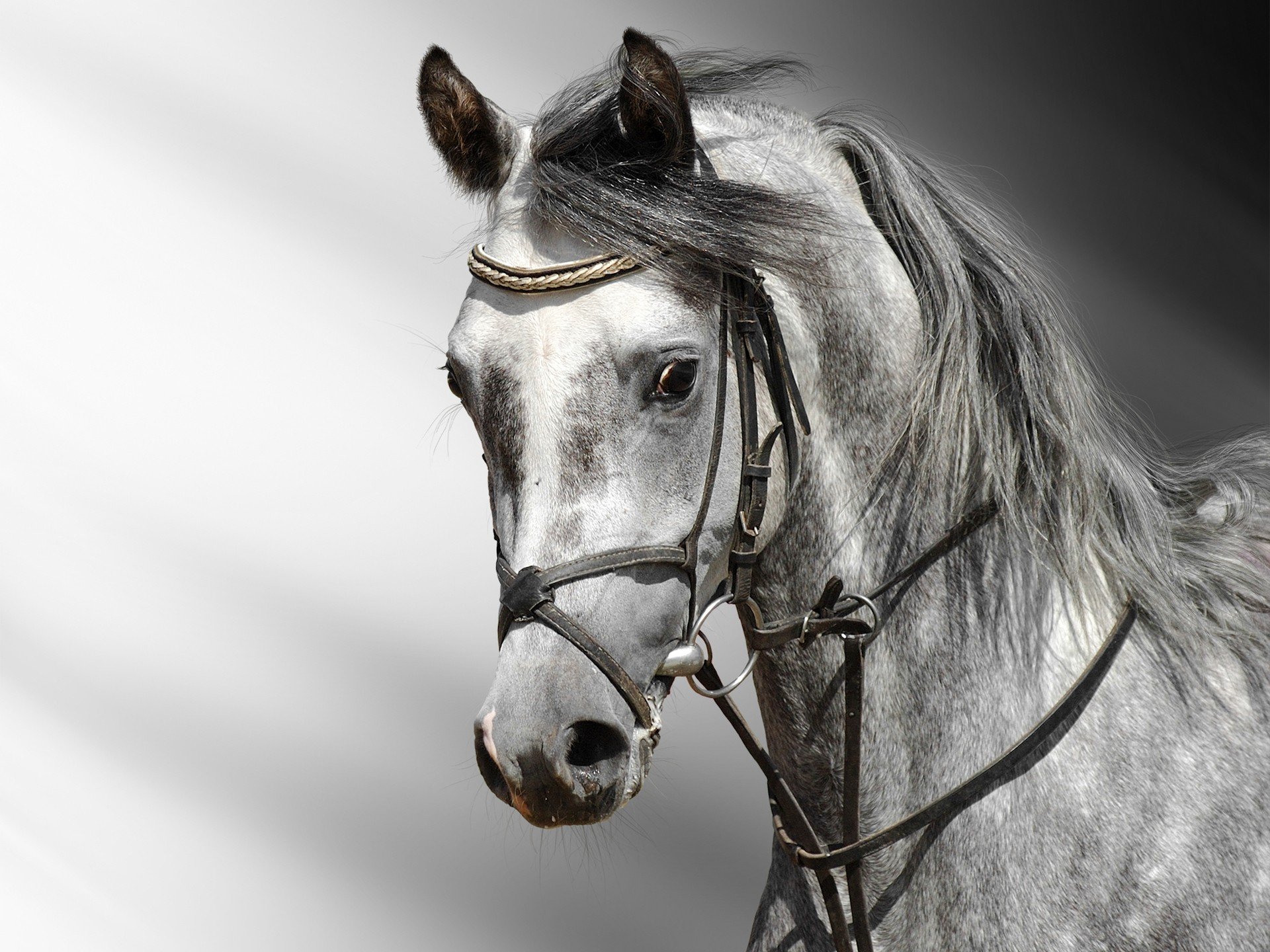 horse, Gray, Head Wallpaper