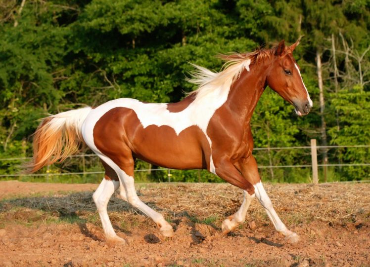 horse, Land, Running HD Wallpaper Desktop Background