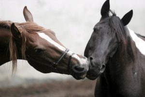 horse, Care, Muzzle