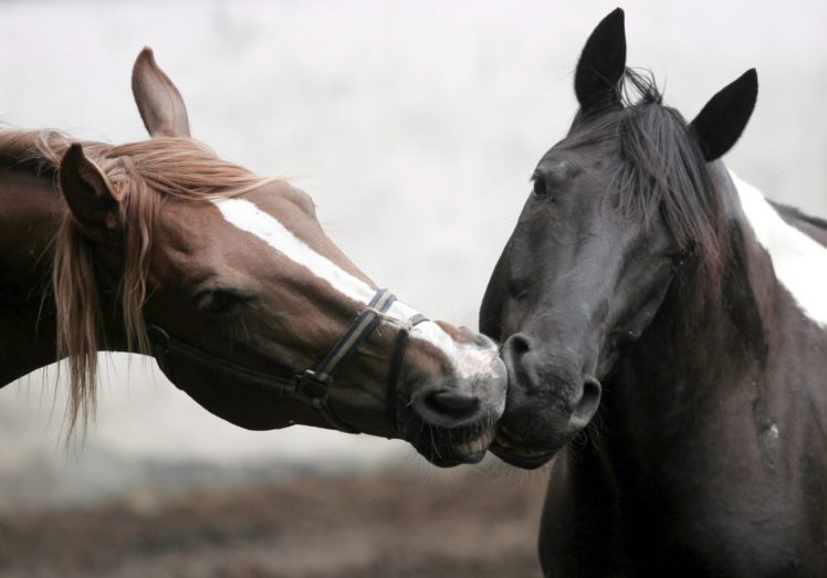 horse, Care, Muzzle HD Wallpaper Desktop Background