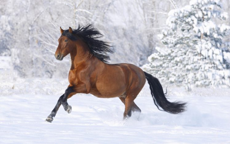 horse, Snow, Winter HD Wallpaper Desktop Background