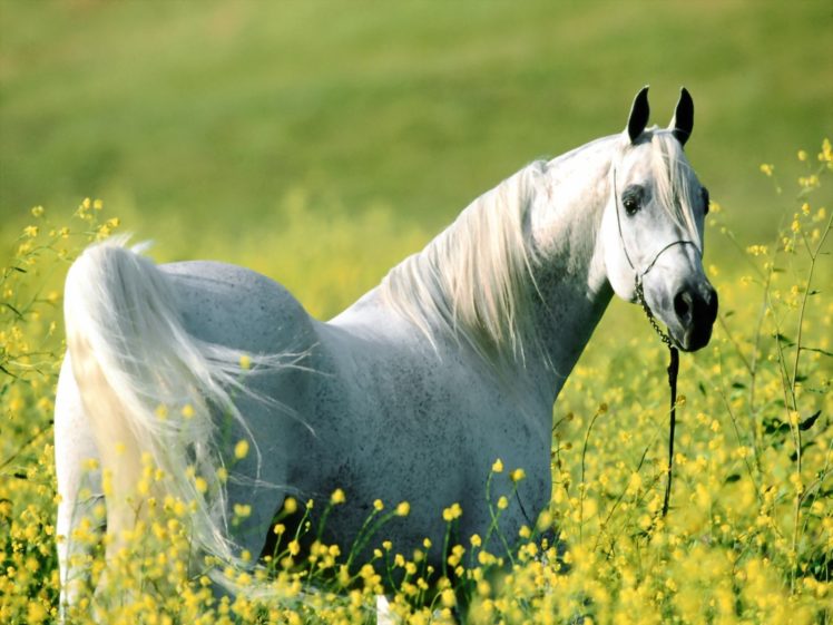 horse, Field, Meadow, Flowers HD Wallpaper Desktop Background
