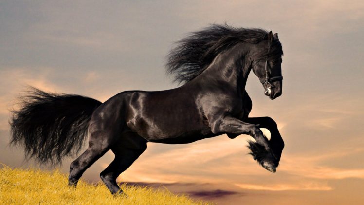 horse, Jump, Horse HD Wallpaper Desktop Background