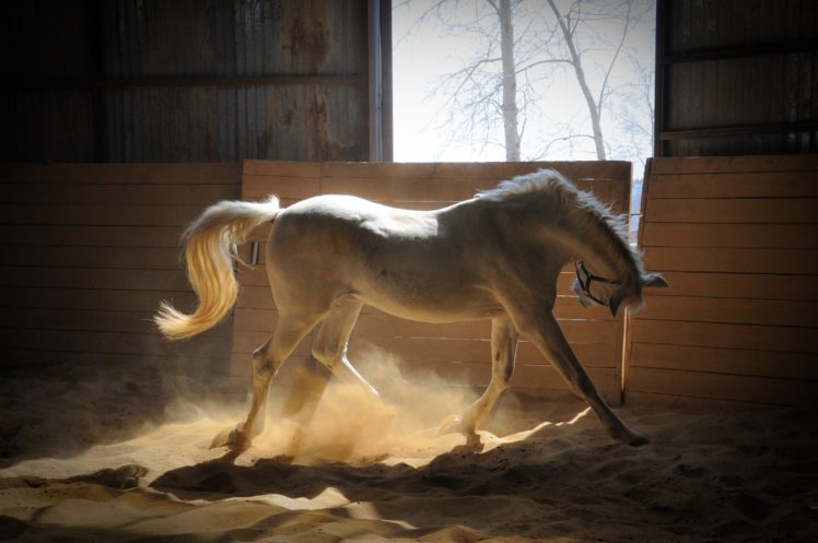 horse, White, Paddock, Rays, Of, The, Sun, Sand HD Wallpaper Desktop Background