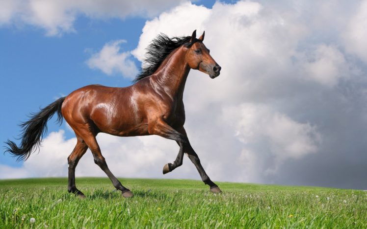 horse, Horse, Bay HD Wallpaper Desktop Background