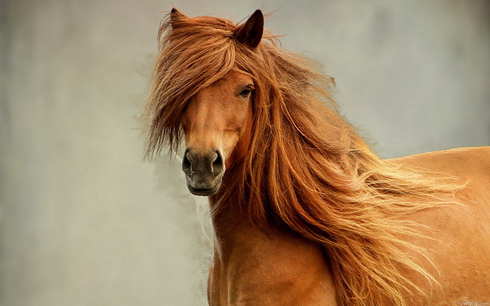 horse, Nature, Beauty Wallpaper