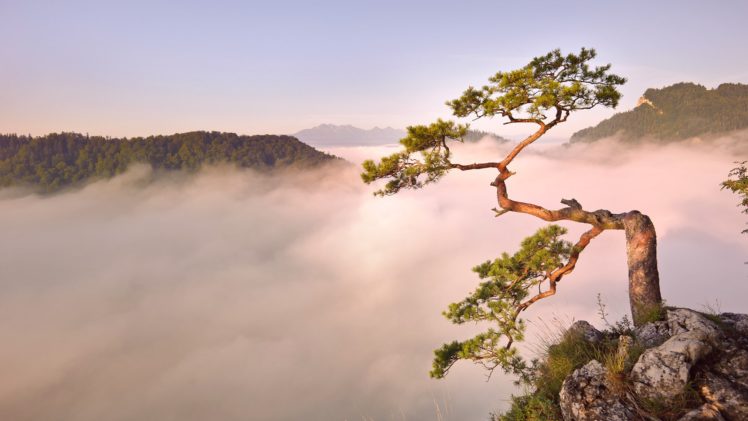 fog, Nature, Tree, Forest HD Wallpaper Desktop Background