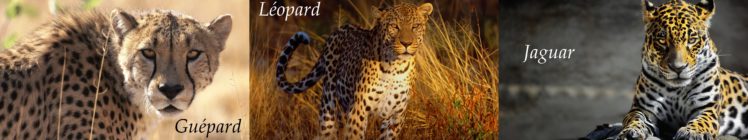 l opard,  , Gu pard,  , Jaguar HD Wallpaper Desktop Background