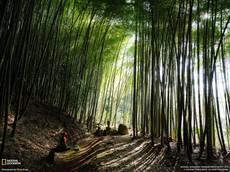 bamboo, Forest, Japan HD Wallpaper Desktop Background