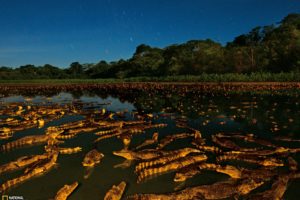 caimans, At, Night, Brazil