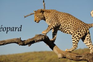 leopard,  , Guepard,  , Jaguar