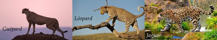 leopard,  , Guepard,  , Jaguar HD Wallpaper Desktop Background