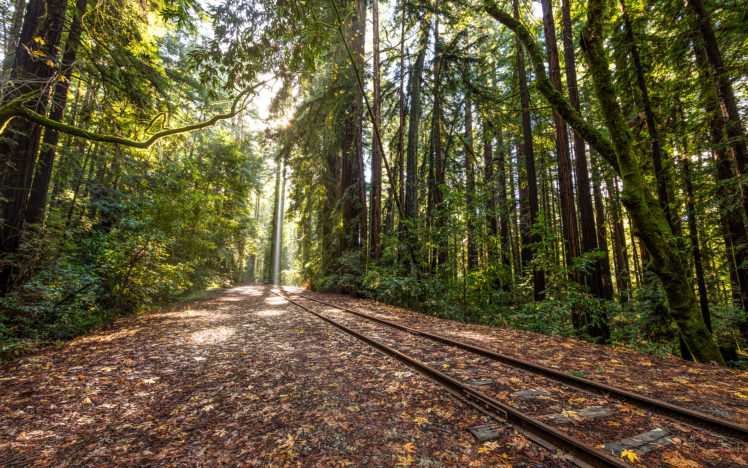 railroad, Rails, Trees, Forest, Tracks, Train HD Wallpaper Desktop Background