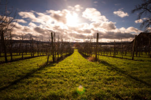 vineyard, Sunlight, Grass