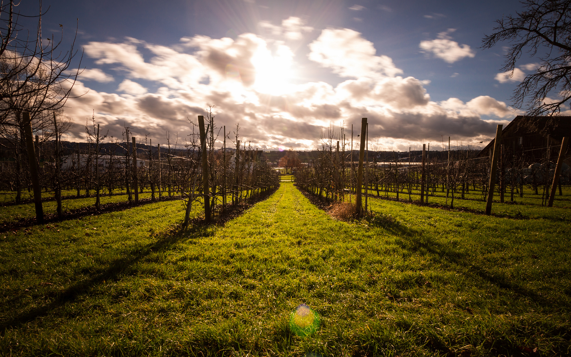 vineyard, Sunlight, Grass Wallpaper