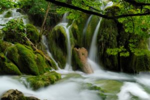 waterfall, Forest, Moss, Rivers, Trees