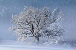 winter, Snow, Trees, Fog