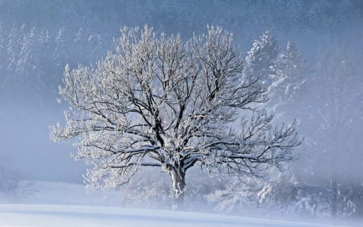 winter, Snow, Trees, Fog HD Wallpaper Desktop Background