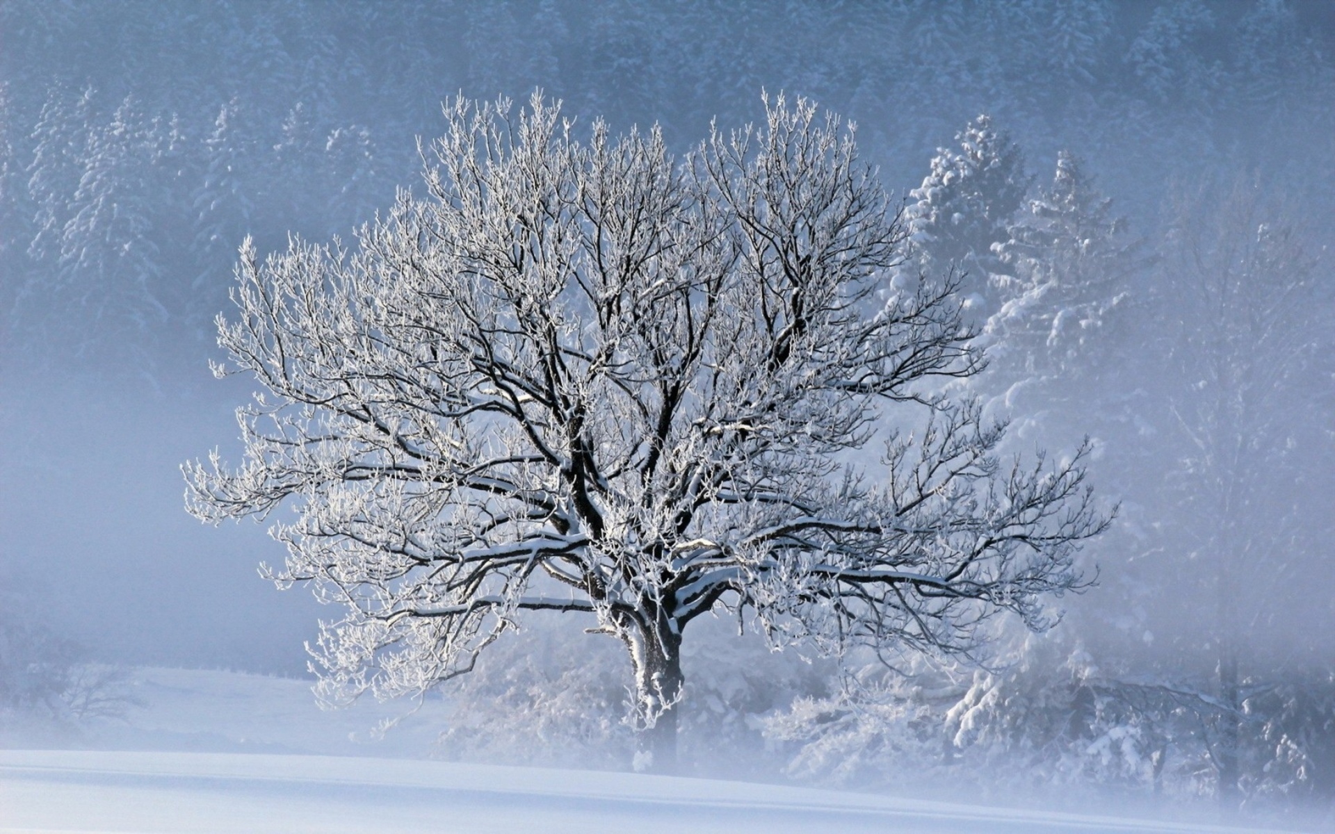 winter, Snow, Trees, Fog Wallpaper