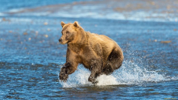 bear, River, Animal HD Wallpaper Desktop Background