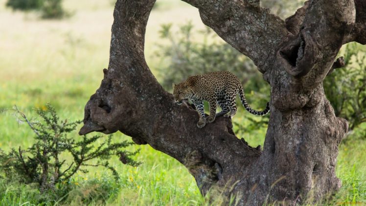 cheetah, Animal, Cat, Wild HD Wallpaper Desktop Background