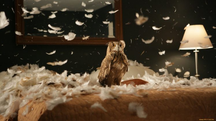 owl, Animal, Room, Bird HD Wallpaper Desktop Background