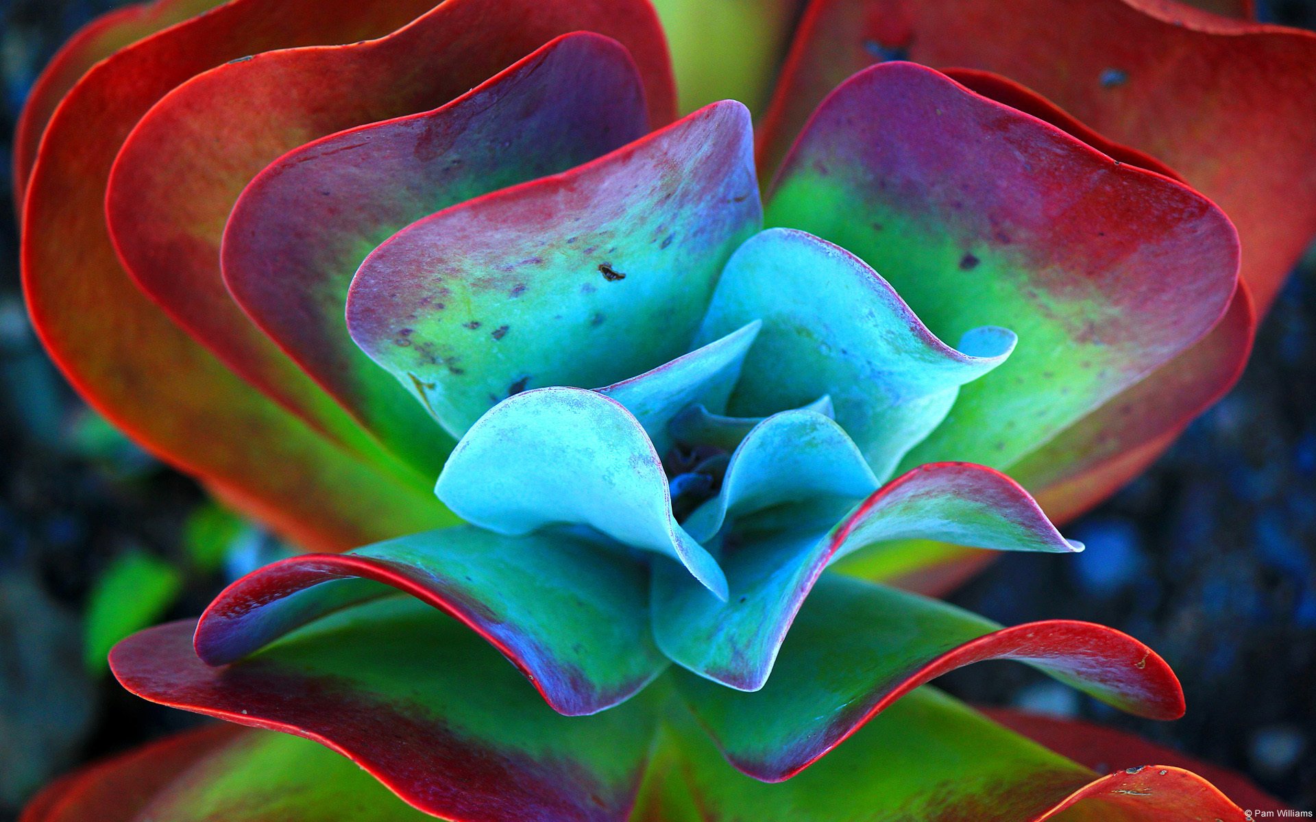 flower, Colors, Blue, Leaf, Petals Wallpaper