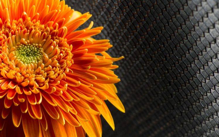 flower, Orange, Nature HD Wallpaper Desktop Background