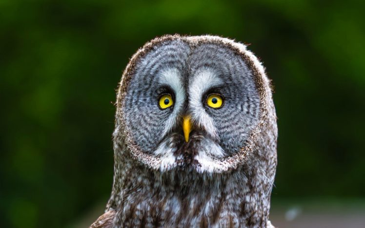owl, Bird, Animal HD Wallpaper Desktop Background