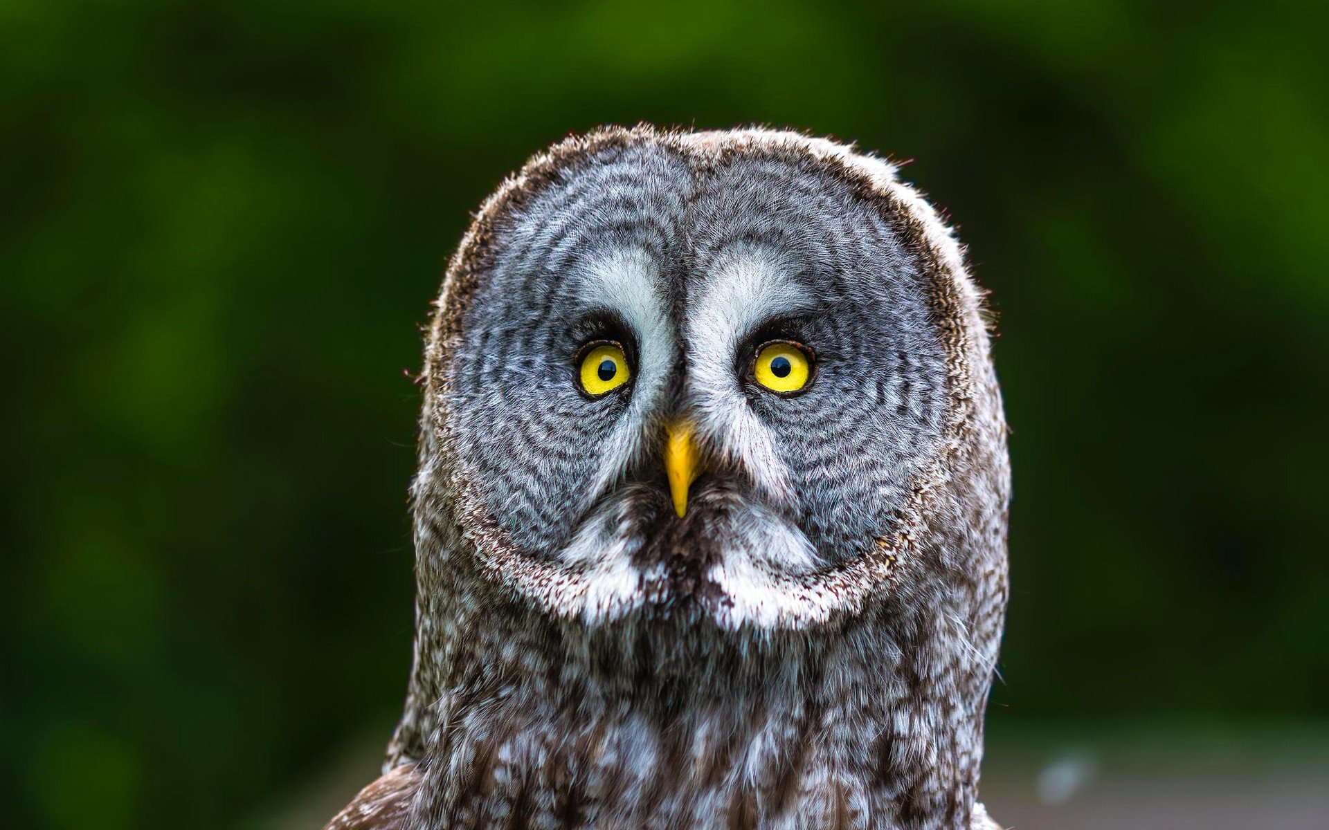 owl, Bird, Animal Wallpaper