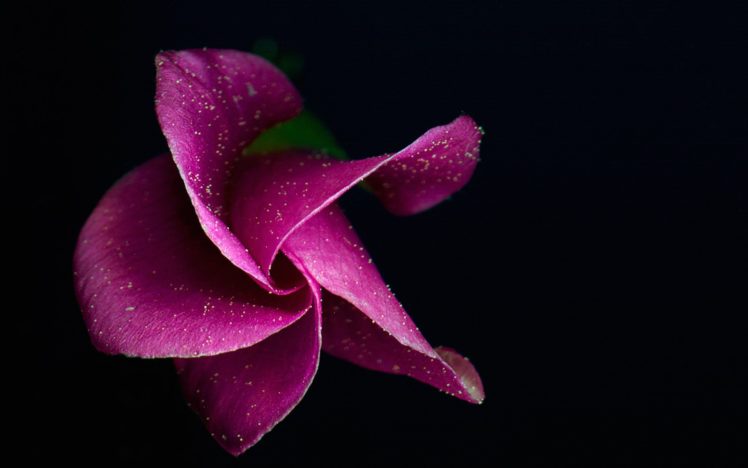 flower, Purple, Lovely, Nature HD Wallpaper Desktop Background