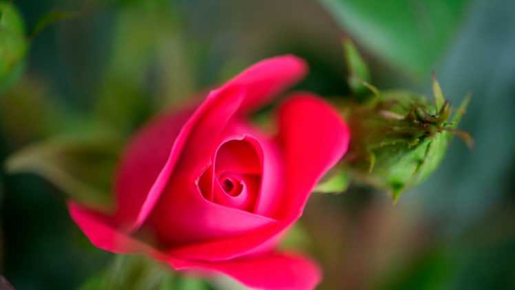 rose, Pink, Flower HD Wallpaper Desktop Background