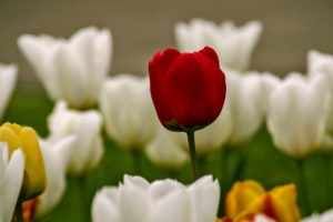 tulip, Red, White, Flower