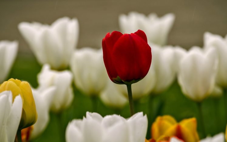 tulip, Red, White, Flower HD Wallpaper Desktop Background