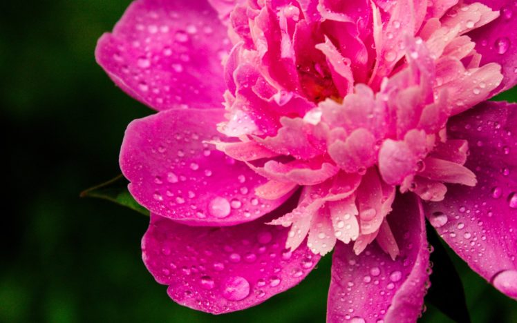 floewr, Pink, Drops, Wet HD Wallpaper Desktop Background