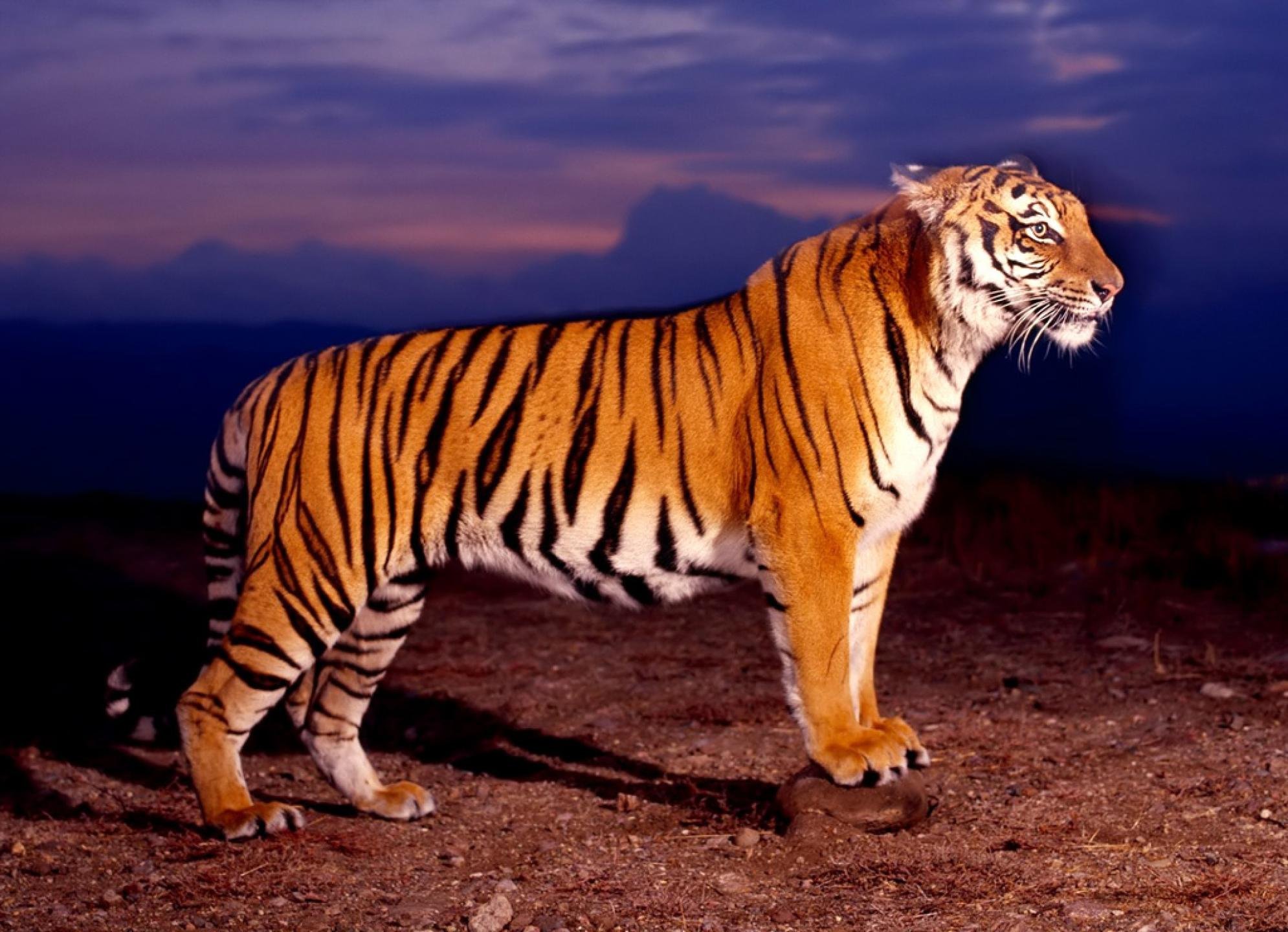Тиг р. Panthera Tigris bengalensis. Тайгер тигр. Сенегальский тигр. Амурский тигр в профиль.