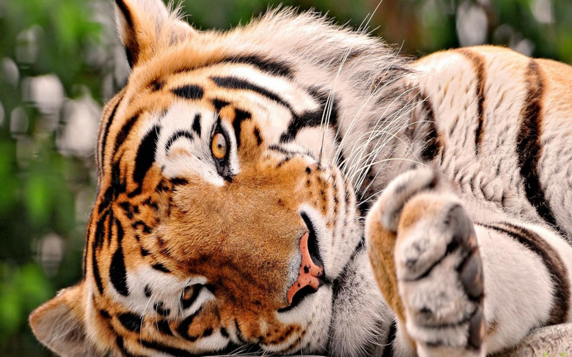 tiger, Cat Wallpapers HD / Desktop and Mobile Backgrounds