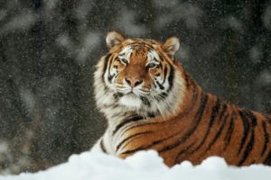 tiger, Cat
