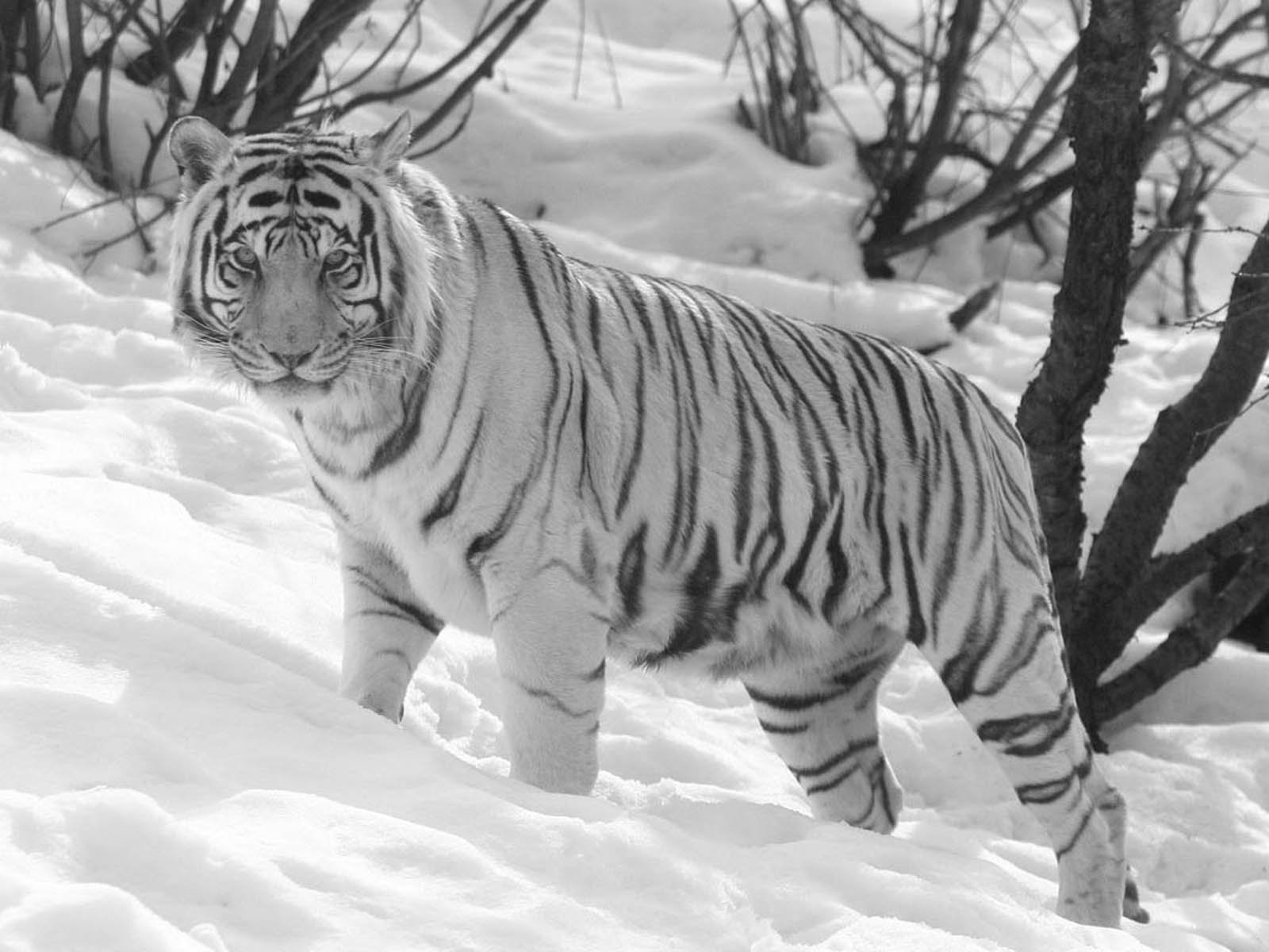 tiger, Cat Wallpaper