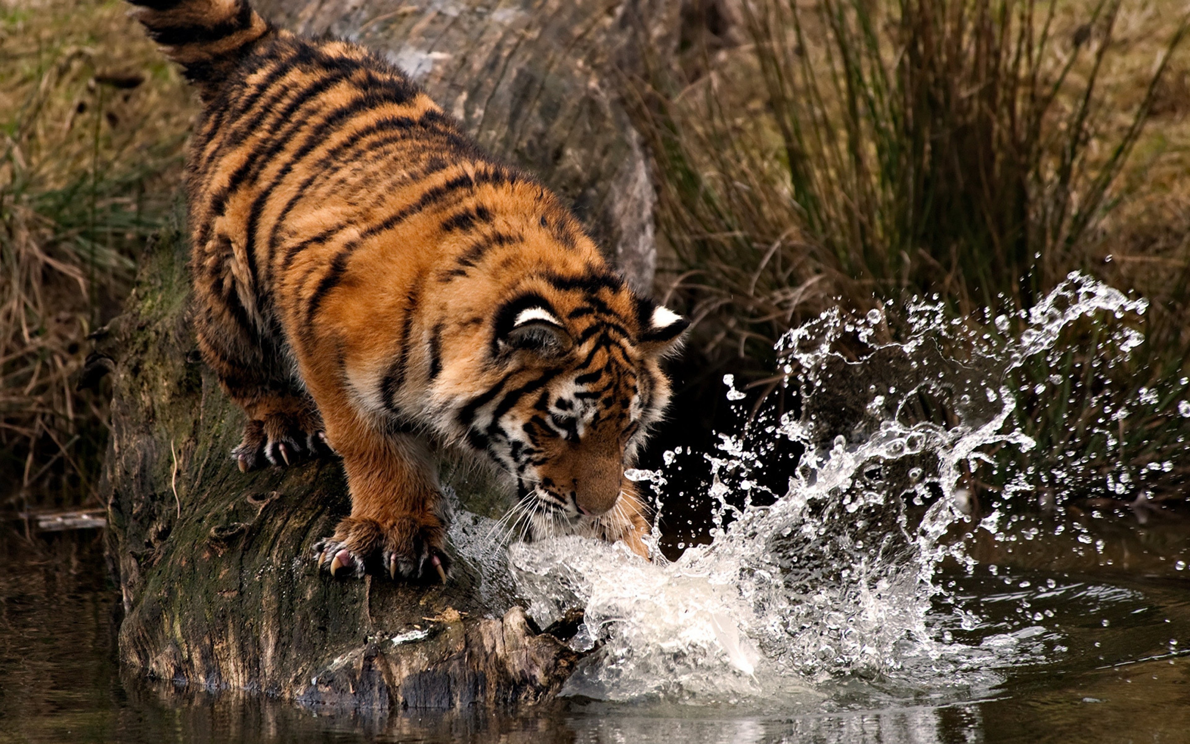 tiger, Cat Wallpaper