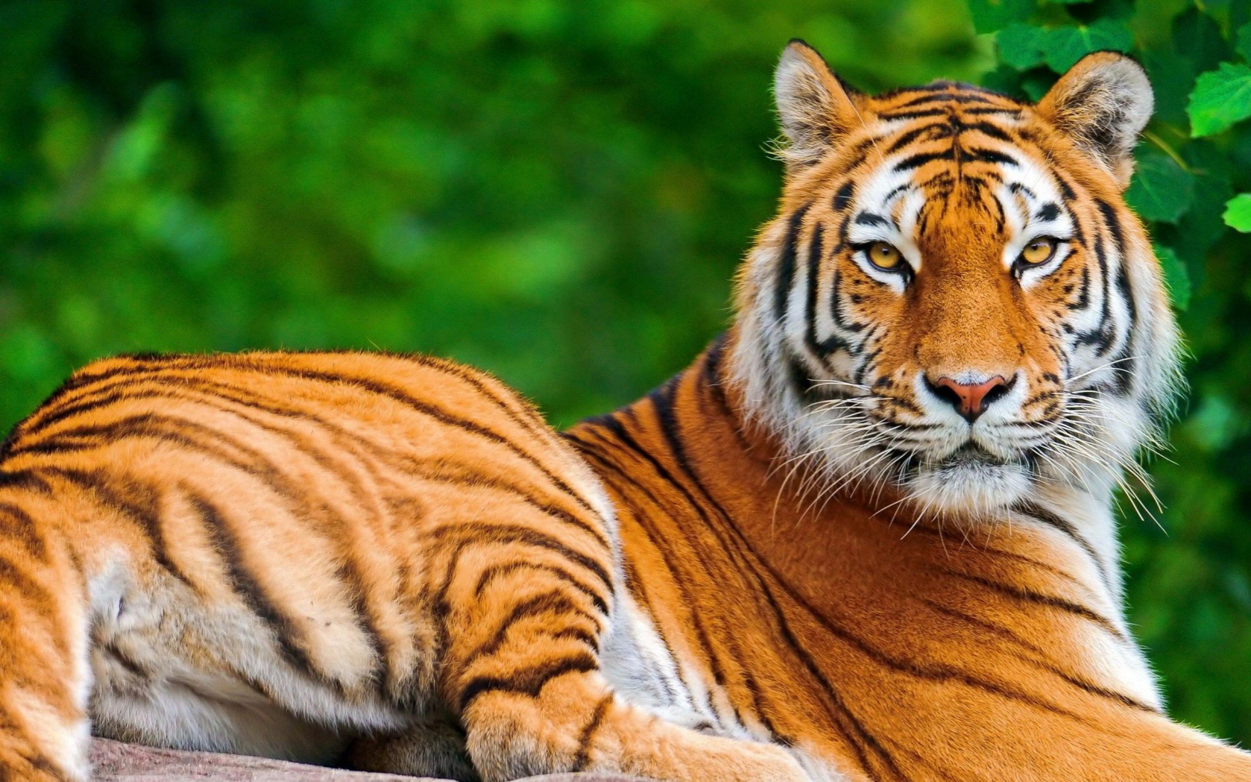 tiger, Cat Wallpaper