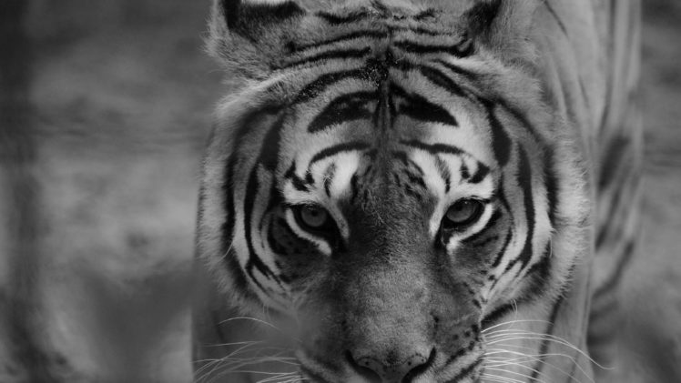 tiger, Cat HD Wallpaper Desktop Background
