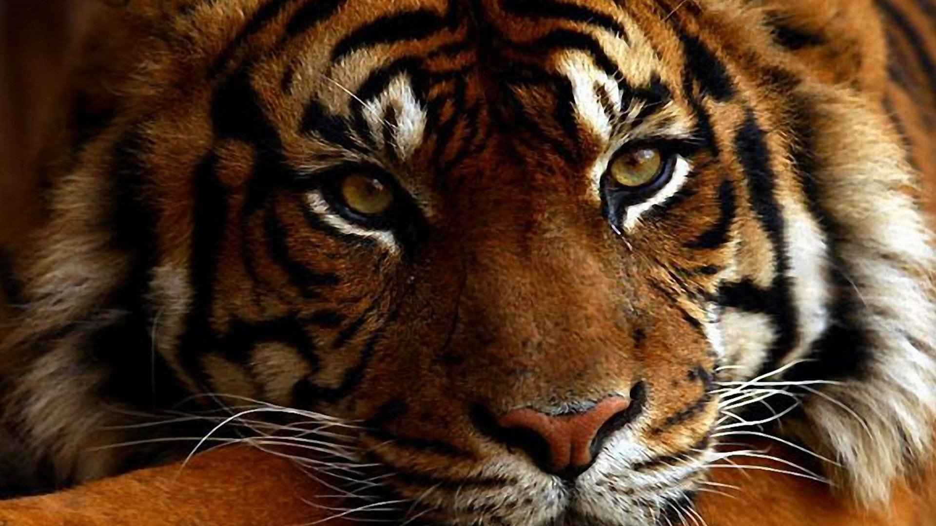 Tiger and Cat Wallpaper