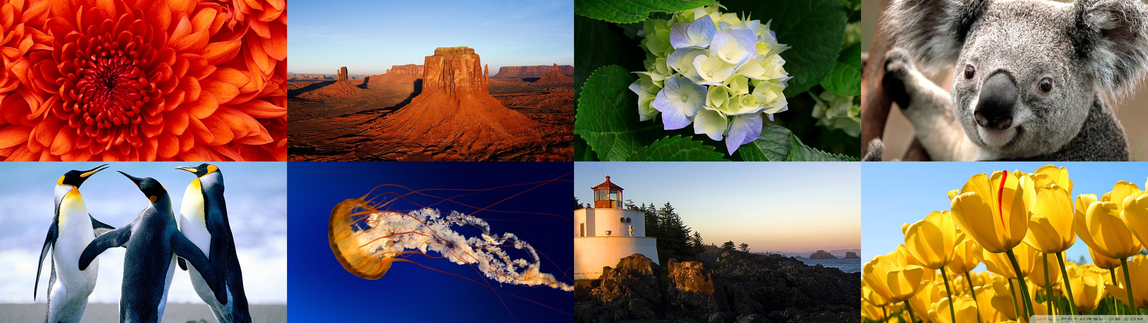 dual, Monitor, Screen, Window, Windows, Wallpaper, Nature Wallpaper