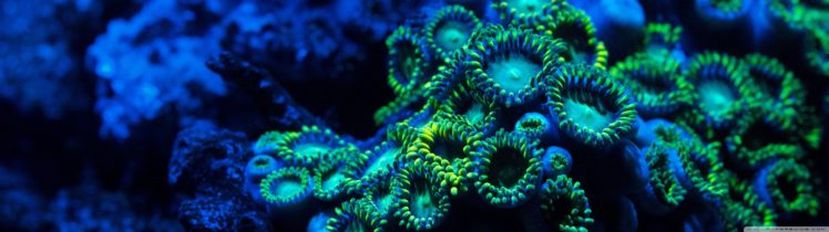 dual, Monitor, Screen, Multi, Multiple, Under, Water, Sous, Eau, Aquatique, Aquatic, Vie, Sous marine HD Wallpaper Desktop Background