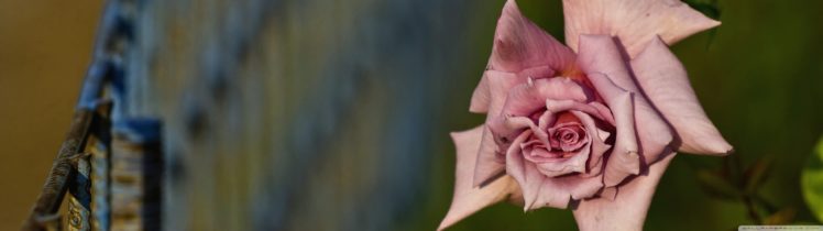 dual, Monitor, Screen, Multi, Multiple, Fleur, Flower, Fleurs, Flowers, Rose, Pink HD Wallpaper Desktop Background