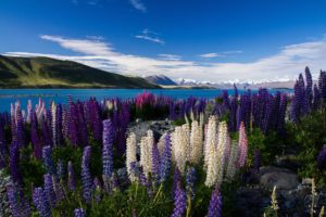 mountains, Lake, Flowers, Lupins, Multicolored