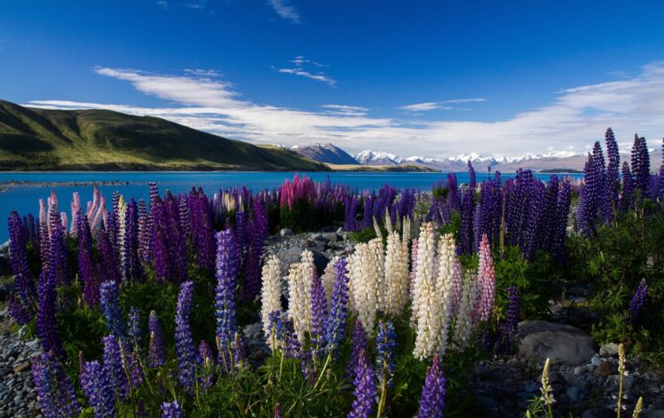 mountains, Lake, Flowers, Lupins, Multicolored HD Wallpaper Desktop Background