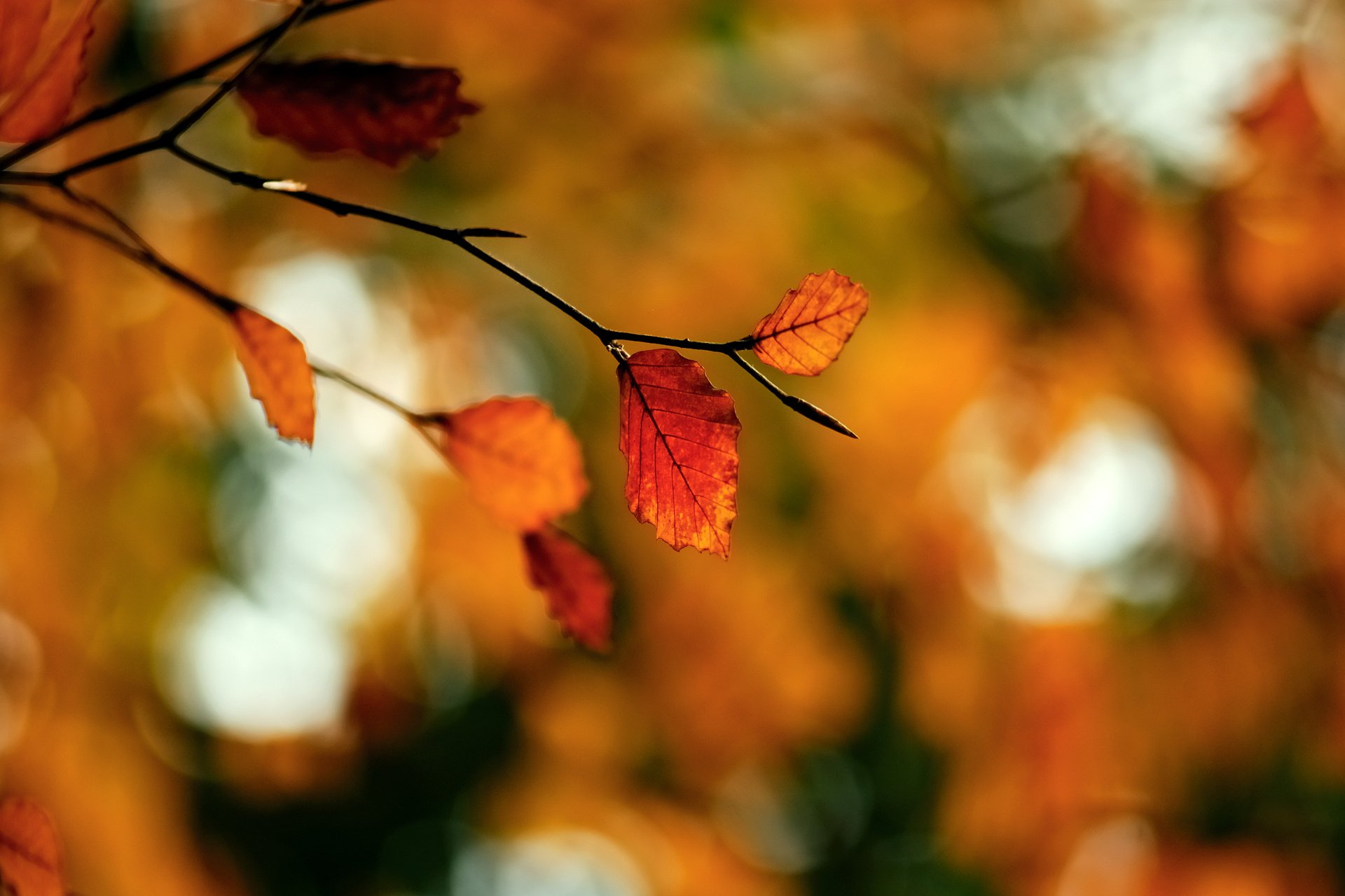 foliage, Branch, Autumn, Macro, Highlights Wallpaper