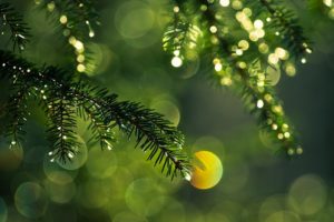 light, Green, Spruce, Branch, Needles, Branches, Highlights, Drops